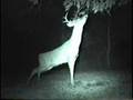 Whitetail deer buck scrape action during rut