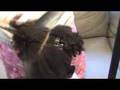 How to do Criss-cross Cornrows Part 1