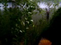 Aquário plantado de 150L com peixes amazônicos. 