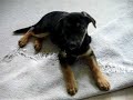 Schäferhund- Mix Gaia als Welpe / Sweet Puppy/ Hundebaby Schäferhund- Mix Gaia als Welpe / Sweet Puppy/ Hundebaby