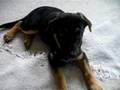 Schäferhund- Mix Gaia als Welpe / Sweet Puppy/ Hundebaby