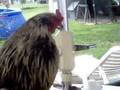 videos de chicken .