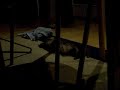 Bathed ferret goes crazy