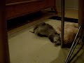 bathed-ferret-goes-crazy.html