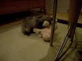 Bathed ferret goes crazy