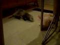 Bathed ferret goes crazy