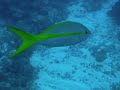AKR Roatan Honduras