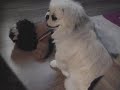 My pet pekingese dog humping a stuffed animal toy koosa My pet pekingese dog humping a stuffed animal toy koosa