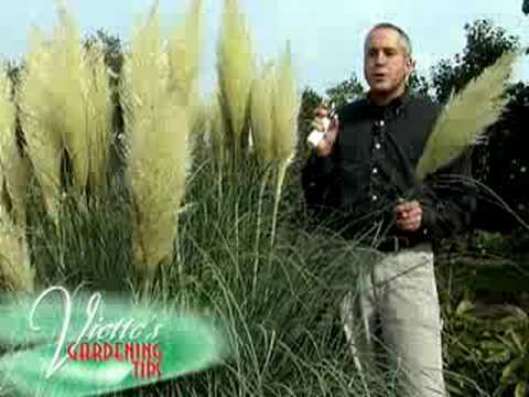 how to fertilize pampas grass