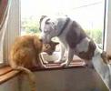 staffie
