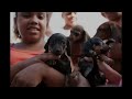 WSPA Animal Disaster Relief in Action: Brazil 2012