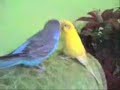 a-k-bitiren-pmeler-.html