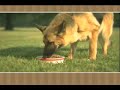 German Shepherd Video German Shepherd Video