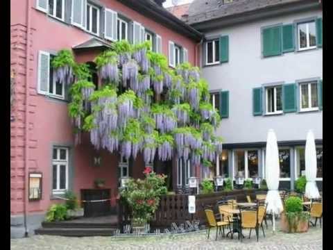 how to wisteria tree