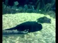 ikan pari ikan pari