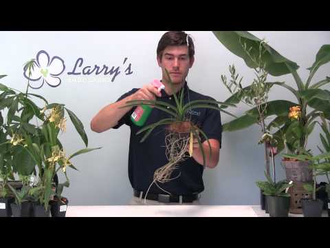 how to fertilize an orchid