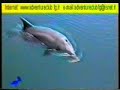 il-delfino-filippo-di-manfredonia-by-wwwadventureclubit.html