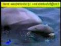 IL DELFINO FILIPPO DI MANFREDONIA by www.adventureclub.it