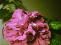 G�l�n Mucizevi A�?l?? ?ekli(Flower Open)