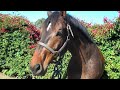 A Short Clip of Me And Cartier