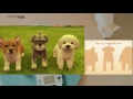 nintendogs