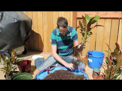 how to transplant banana plants