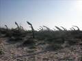 PEDRAS D`EL REI  - Santa Luzia - Tavira