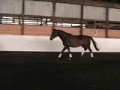 Sistine*M Champion Trakehner Model Mare