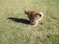 My Shiba Inu @ littleoslo