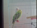 Porno pericos