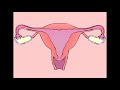 Funny menstruation animation (menstrual cycle)