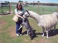 Mom Feeding the Critters