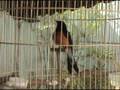 Murai Batu Bird Singing