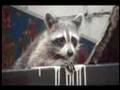 Raccoon Stuck In Trash Dumpster