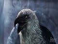 V�deo Assassin`s creed