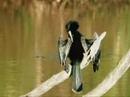 Anhinga Anhinga
