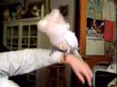 bogie-impersonating-an-eagle-part-2.html