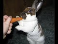 Meet the rabbits- Hazel and Shadow
