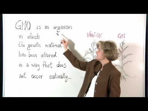 What are GM plants?