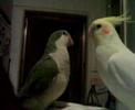 Parrots: Quaker (Monk) Parakeet with Lovebird with Cockatiel