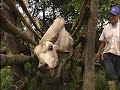 Sanidad Animal (estado Portuguesa - Venezuela)