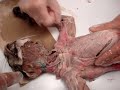 Cat Dissection: Thorax