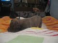 Rolka Amstaf�w 4