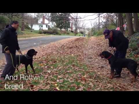 how to care rottweiler