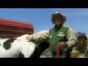 Pregnant Horse Care : Mare Breeding Signs Pregnant Horse Care : Mare Breeding Signs