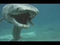 Tubar�o Japon�s / Japanese Shark [RARE]