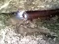 doi nebuni ridica o piatra