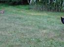 Jasmine stalks a rabbit