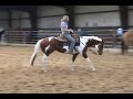 APHA Gelding For Sale
