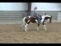 APHA Gelding For Sale